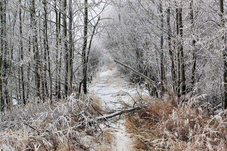 nature, Landscape, Snow, Winter, Trees HD Wallpaper Desktop Background