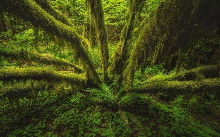 nature, Landscape, Forest, Rainforest, Olympic National Park, Washington State, Ferns, Trees, Moss, Green HD Wallpaper Desktop Background