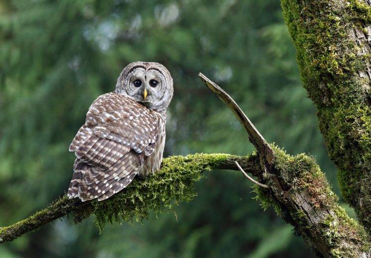 nature, Owl, Birds, Moss, Branch HD Wallpaper Desktop Background