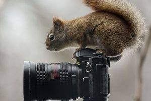 nature, Photography, Squirrel, Camera, Animals, Moss, Reflex