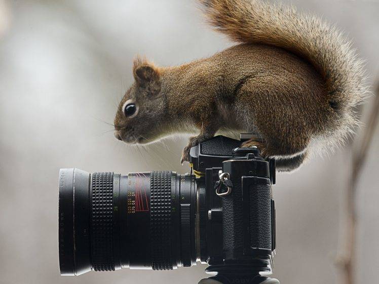 nature, Photography, Squirrel, Camera, Animals, Moss, Reflex HD Wallpaper Desktop Background