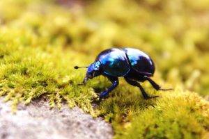 beetles, Insect, Moss, Macro, Nature