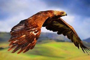 nature, Animals, Birds, Flying, Landscape, Depth Of Field, Eagle, Feathers, Wings, Hill