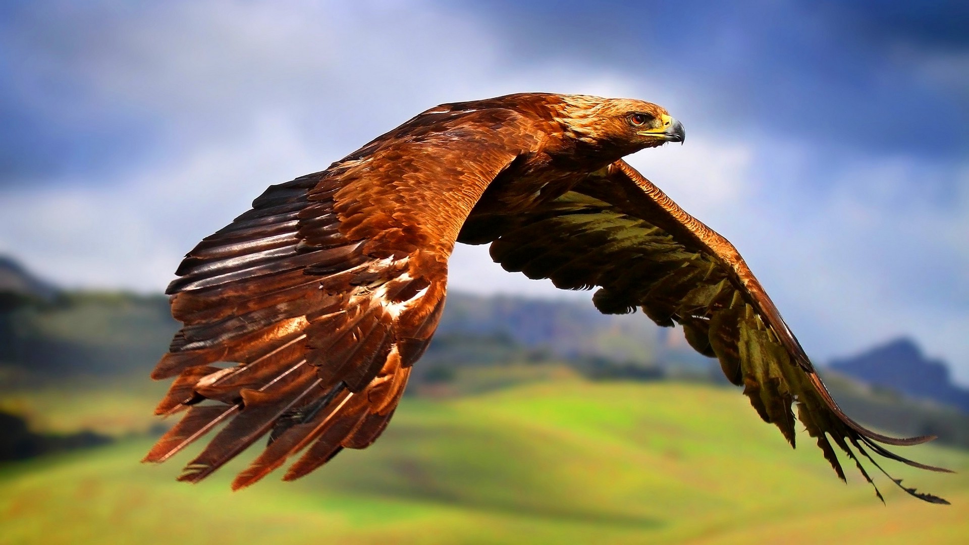 nature, Animals, Birds, Flying, Landscape, Depth Of Field, Eagle, Feathers, Wings, Hill Wallpaper