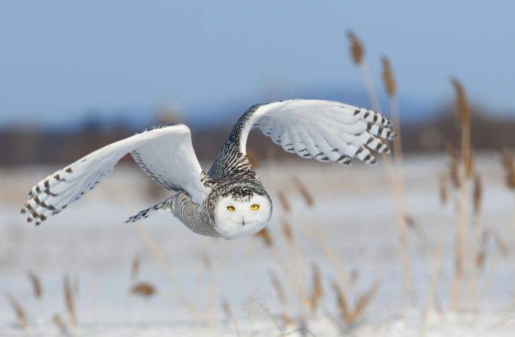 nature, Animals, Birds, Flying, Landscape, Depth Of Field, Owl, Yellow Eyes, Winter, Snow, Feathers, Wings HD Wallpaper Desktop Background