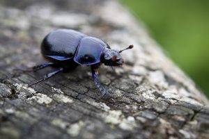 insect, Animals, Macro, Beetles, Nature