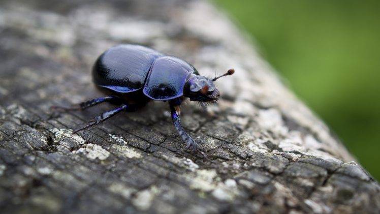 insect, Animals, Macro, Beetles, Nature HD Wallpaper Desktop Background