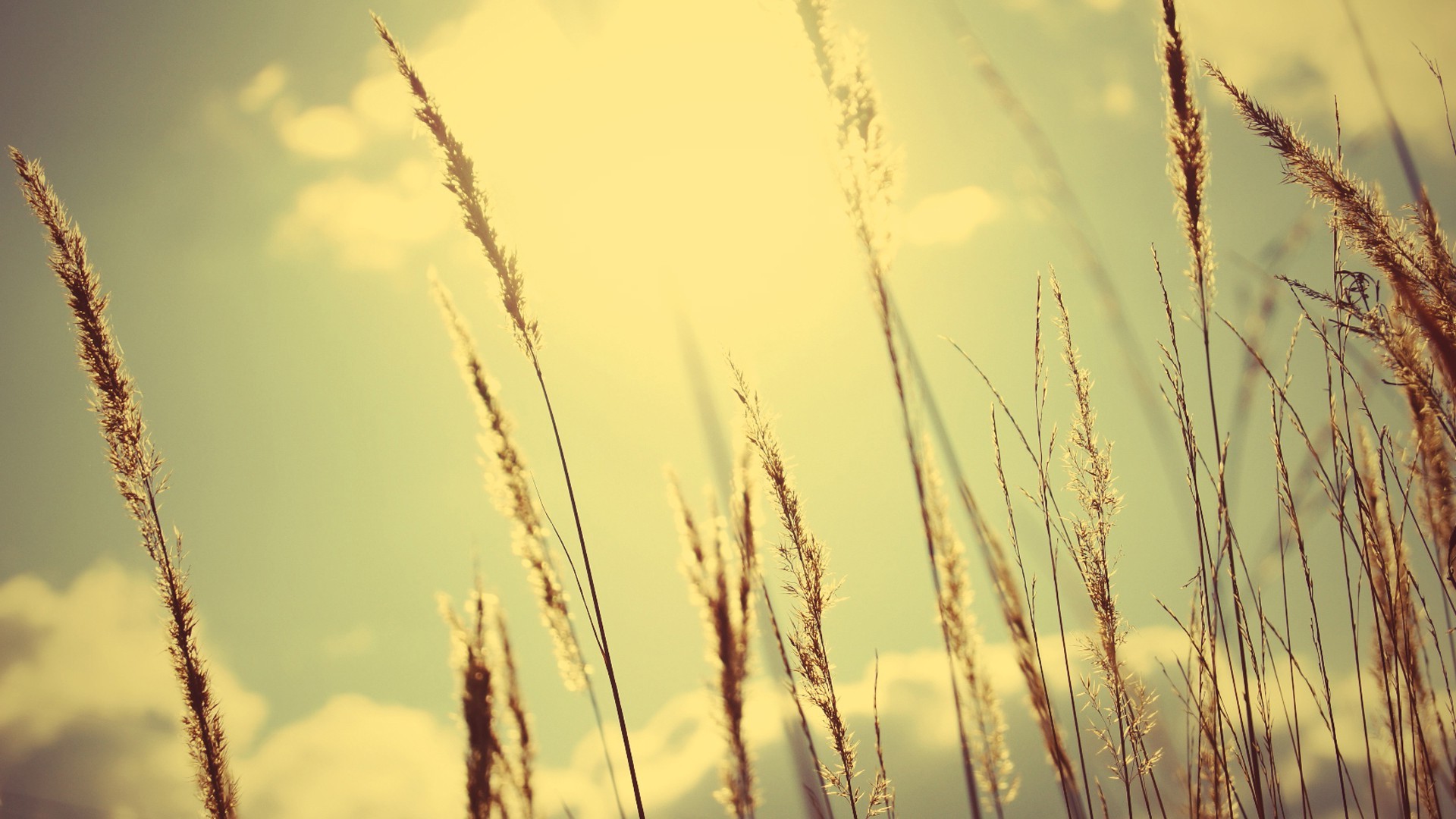 nature Wallpaper