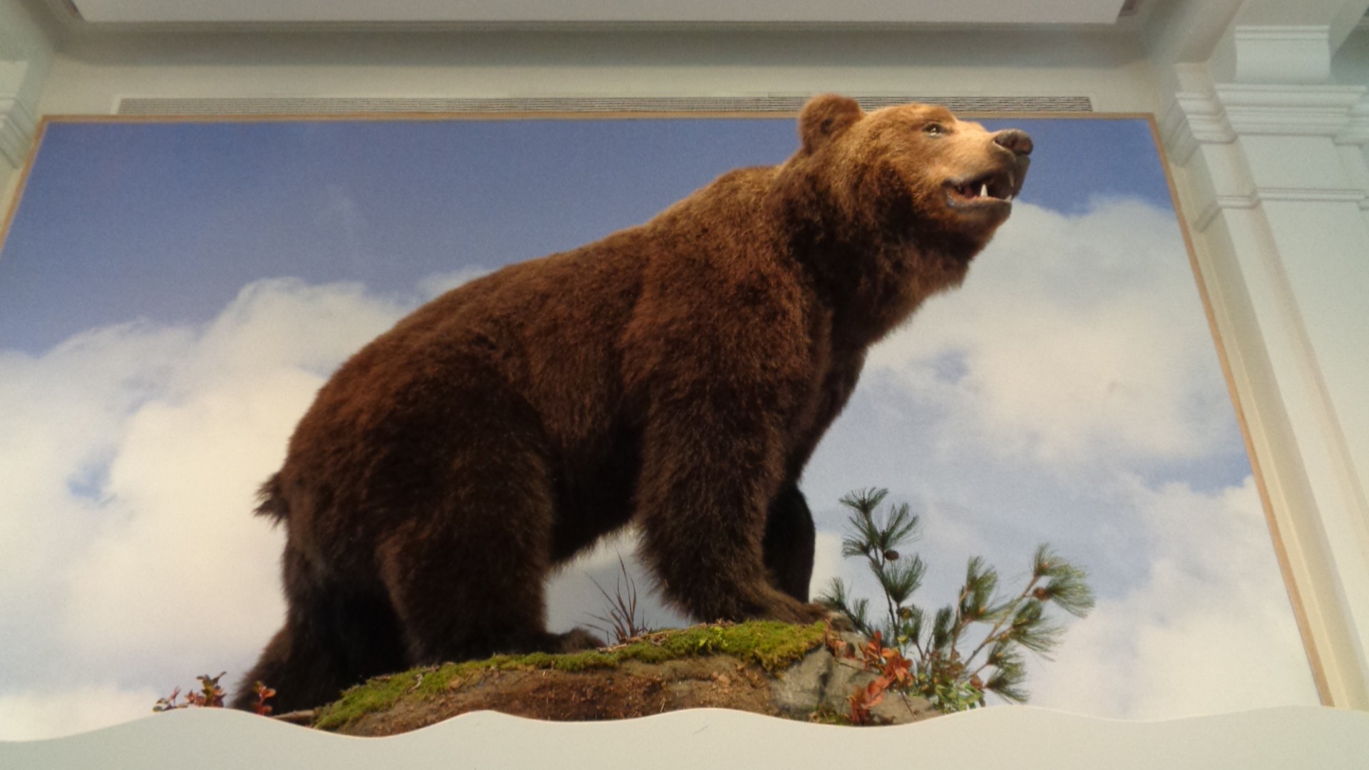 animals, Bears Wallpaper