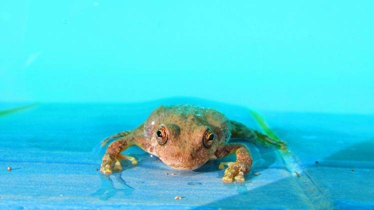 animals, Frog, Amphibian HD Wallpaper Desktop Background