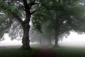 nature, Landscape, Mist, Path, Trees, Morning, Grass, Green, Spring