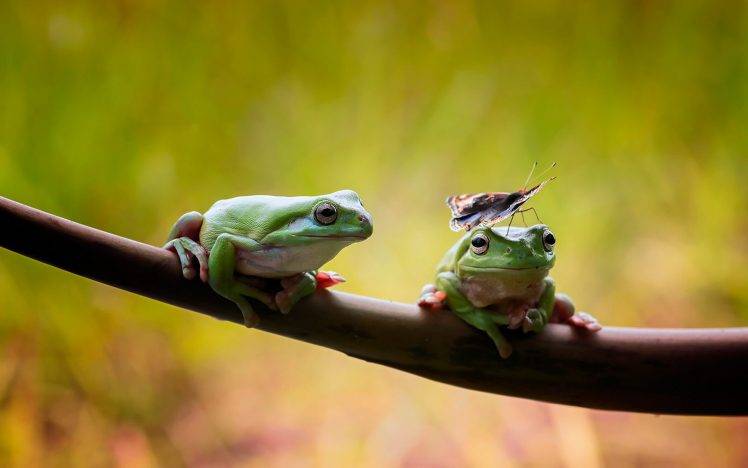 animals, Nature, Wildlife, Frog, Insect, Amphibian HD Wallpaper Desktop Background