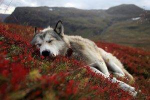 dog, Sleeping, Landscape, Flowers