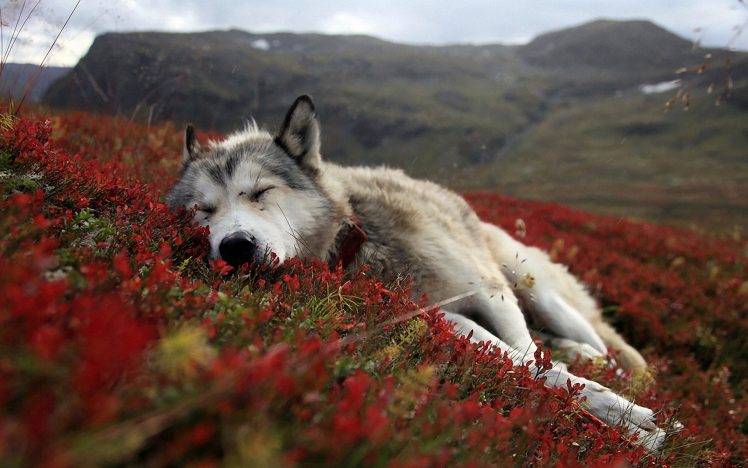 dog, Sleeping, Landscape, Flowers HD Wallpaper Desktop Background