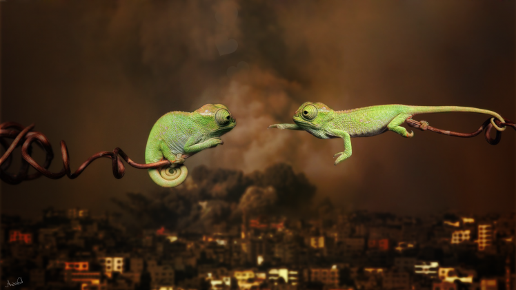 war, Animals, Love, Chameleons HD Wallpaper Desktop Background
