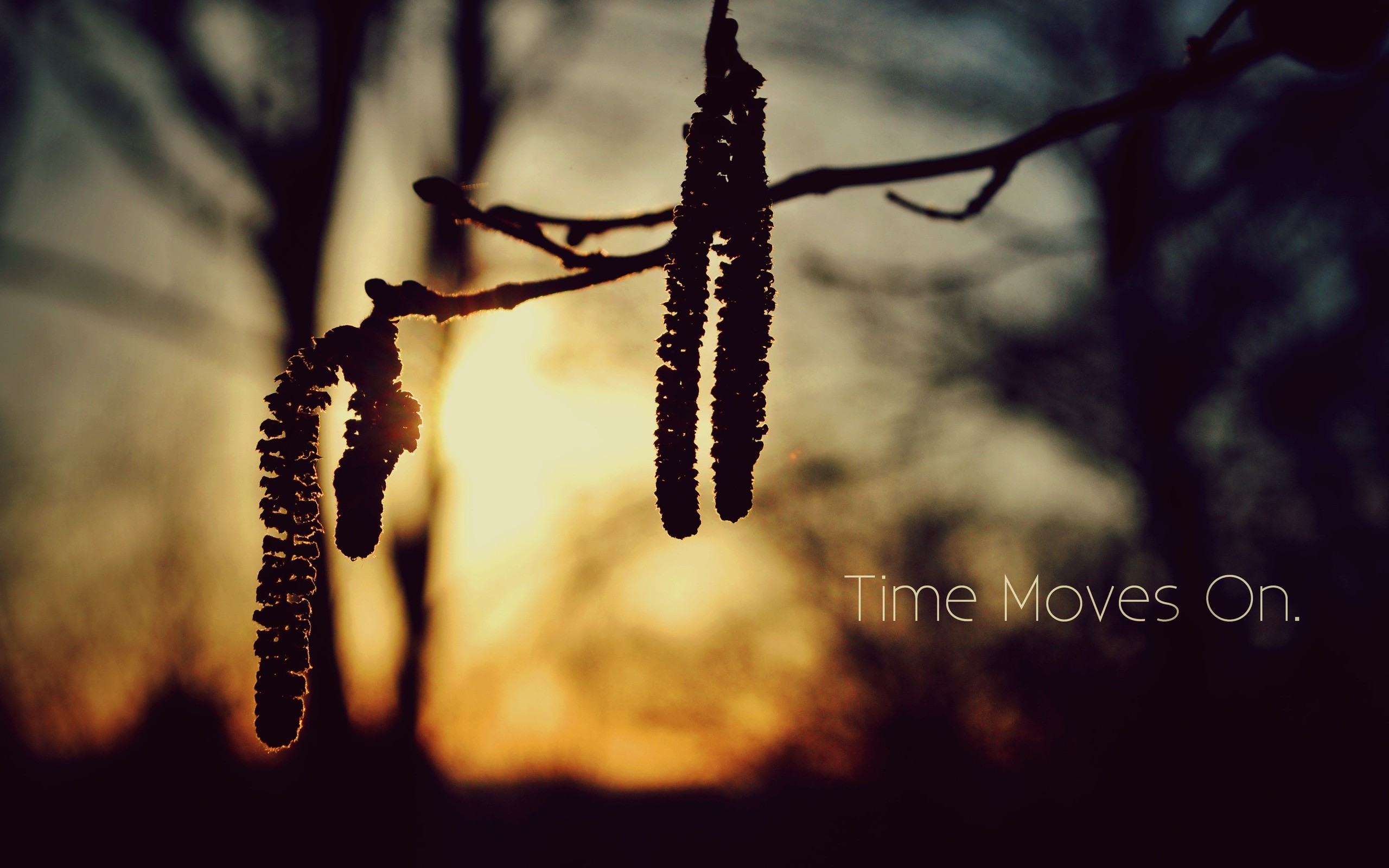 nature, Quote, Time, Sunlight, Blurred, Silhouette, Twigs Wallpaper