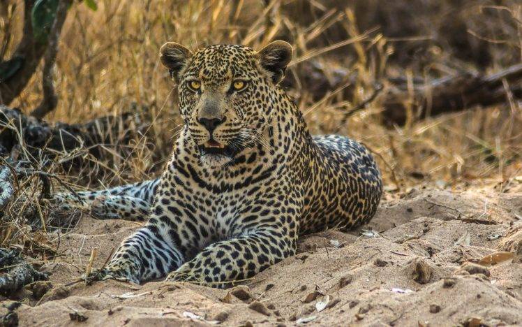 nature, Animals, Wildlife, Leopard HD Wallpaper Desktop Background