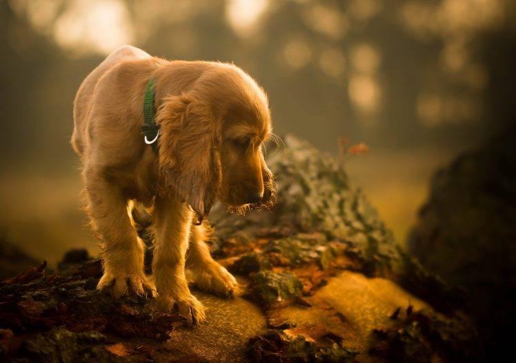animals, Dog, Depth Of Field HD Wallpaper Desktop Background