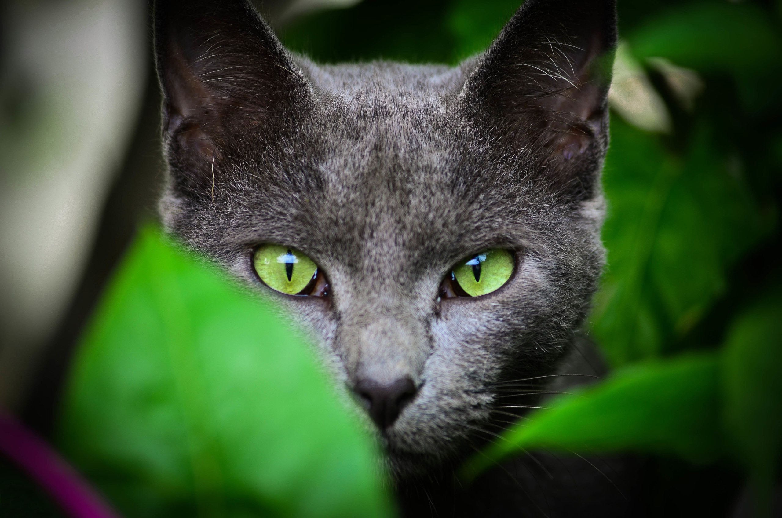 face, Leaves, Animals, Cat, Green Eyes Wallpapers HD ...