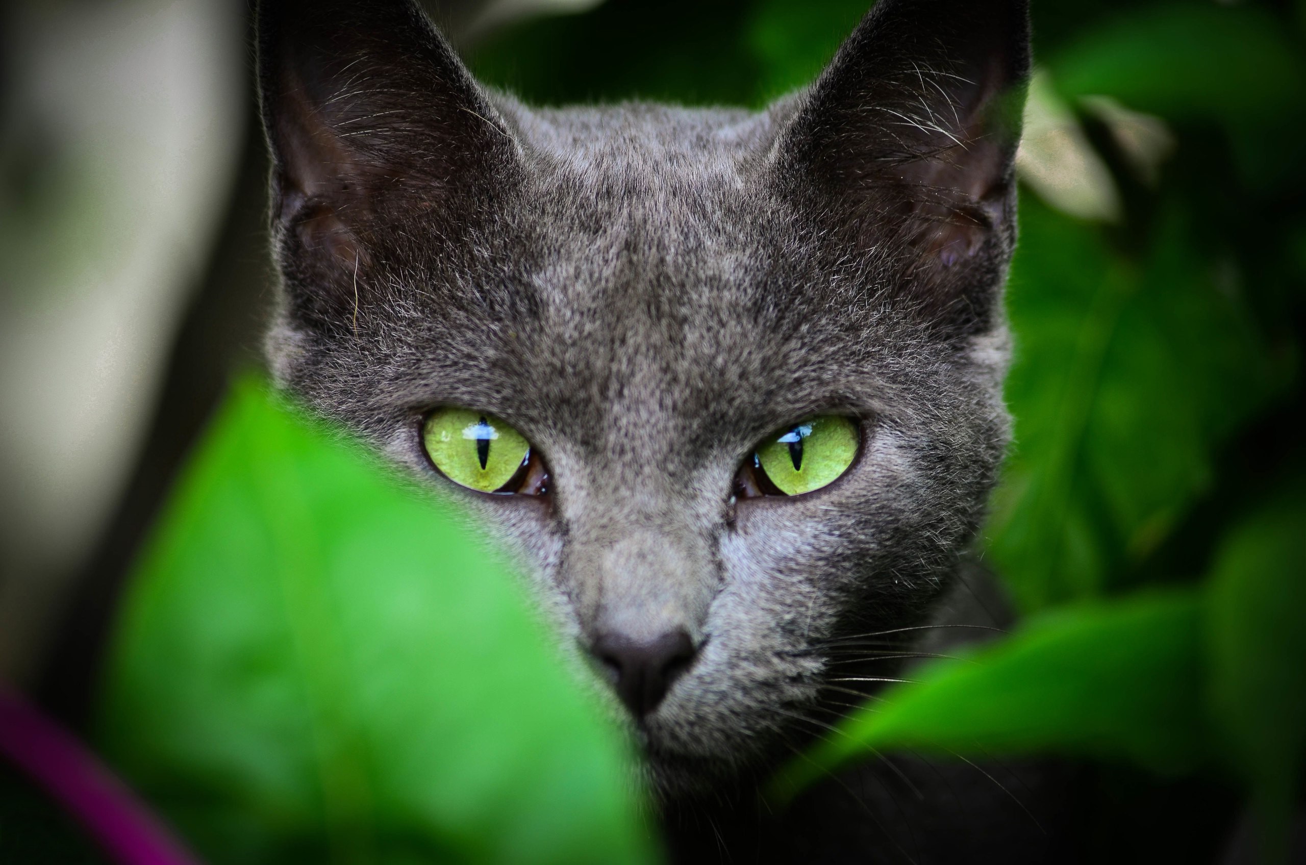 face, Leaves, Animals, Cat, Green Eyes Wallpaper