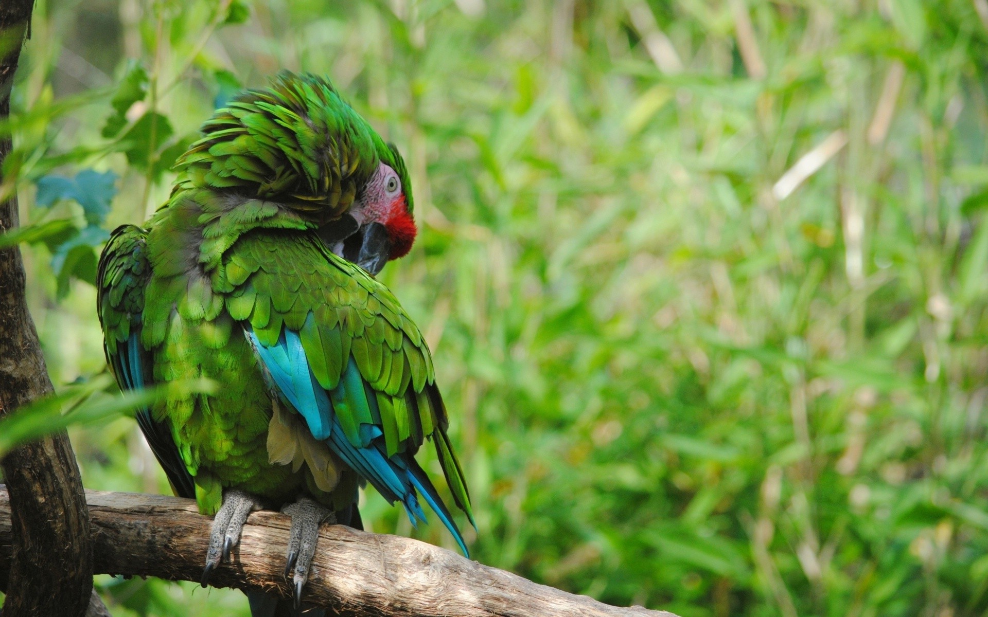 nature, Birds, Parrot Wallpapers HD / Desktop and Mobile Backgrounds