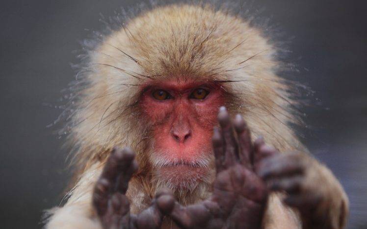 animals, Monkeys, Macaques HD Wallpaper Desktop Background