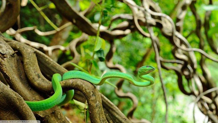 animals, Wildlife, Snake, Depth Of Field, Reptile HD Wallpaper Desktop Background