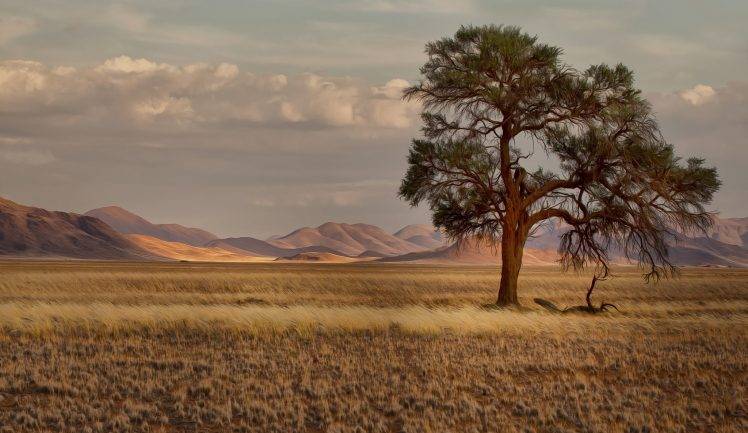landscape, Trees, Plains HD Wallpaper Desktop Background