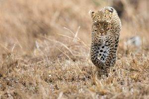 animals, Wildlife, Leopard
