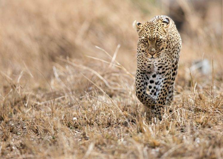 animals, Wildlife, Leopard HD Wallpaper Desktop Background