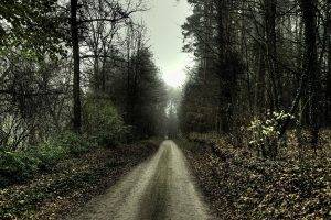 nature, Landscape, Path, Forest, Trees, Spooky