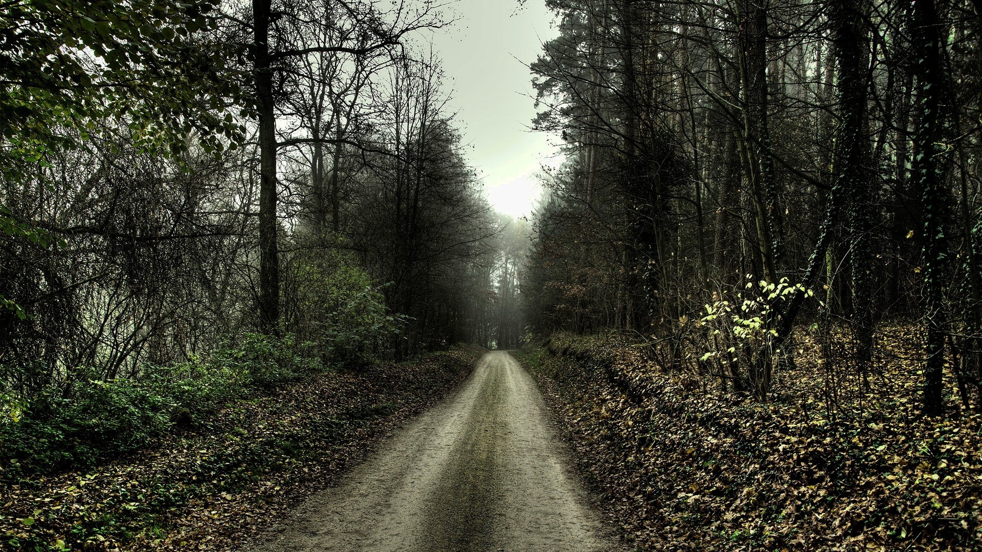 nature, Landscape, Path, Forest, Trees, Spooky Wallpaper