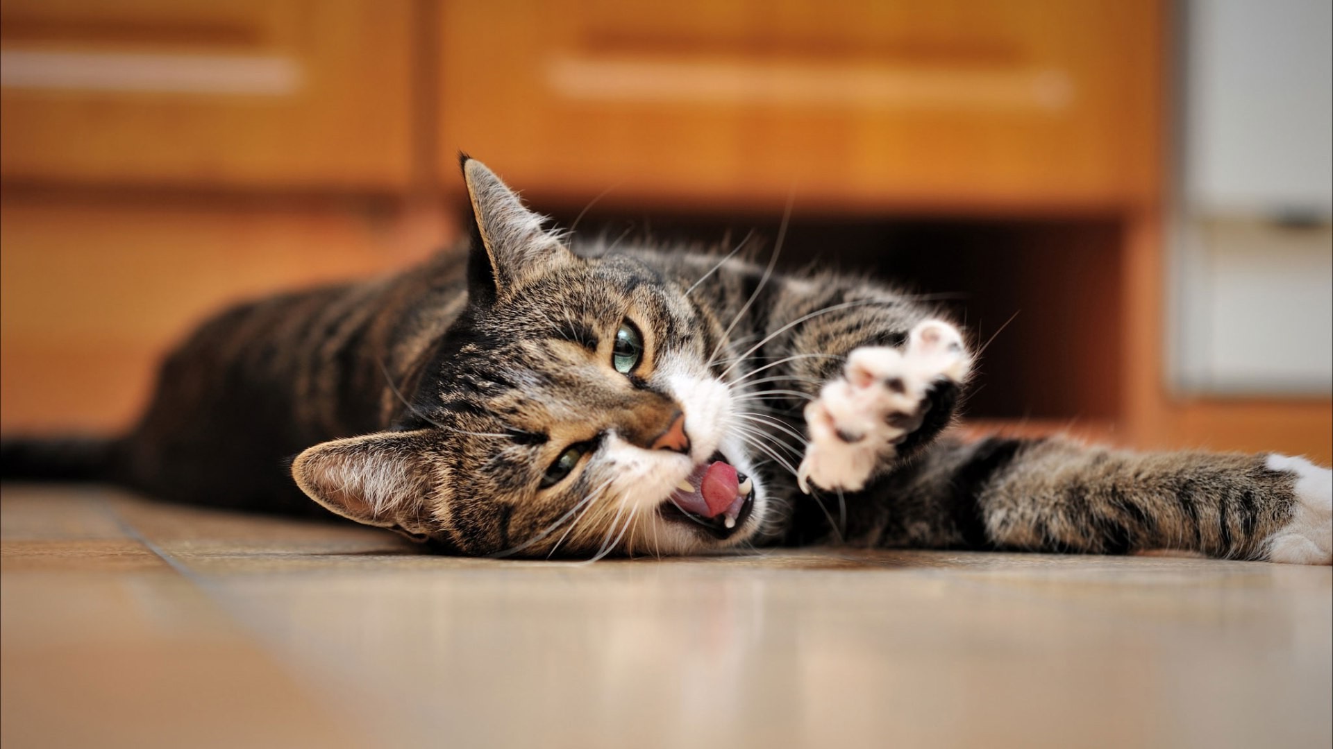 cat, Animals, Yawning Wallpaper
