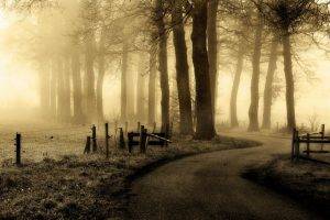 nature, Mist, Landscape, Netherlands, Road, Trees, Fence, Grass, Morning