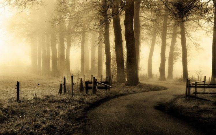 nature, Mist, Landscape, Netherlands, Road, Trees, Fence, Grass, Morning HD Wallpaper Desktop Background