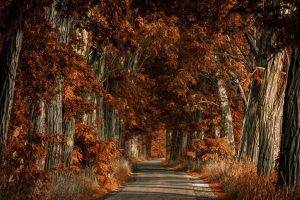 nature, Landscape, Trees, Road, Shrubs, Fall
