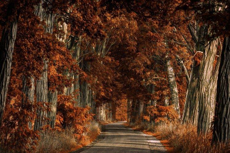 nature, Landscape, Trees, Road, Shrubs, Fall HD Wallpaper Desktop Background