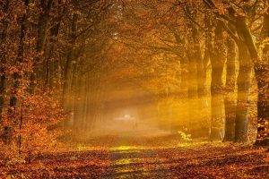 nature, Landscape, Sunrise, Sun Rays, Fall, Gold, Leaves, Trees, Road, Tunnel