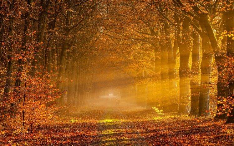 nature, Landscape, Sunrise, Sun Rays, Fall, Gold, Leaves, Trees, Road, Tunnel HD Wallpaper Desktop Background