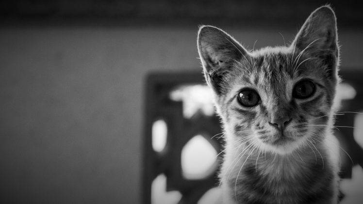 animals, Cat, Monochrome HD Wallpaper Desktop Background