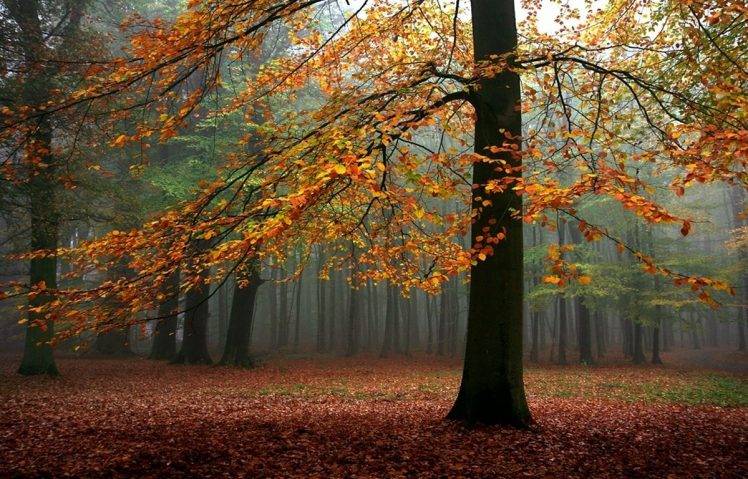 landscape, Nature, Fall, Mist, Forest, Trees, Leaves, Sunlight HD Wallpaper Desktop Background