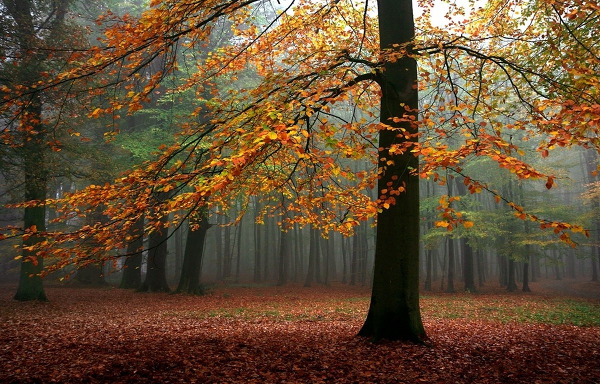 landscape, Nature, Fall, Mist, Forest, Trees, Leaves, Sunlight Wallpaper