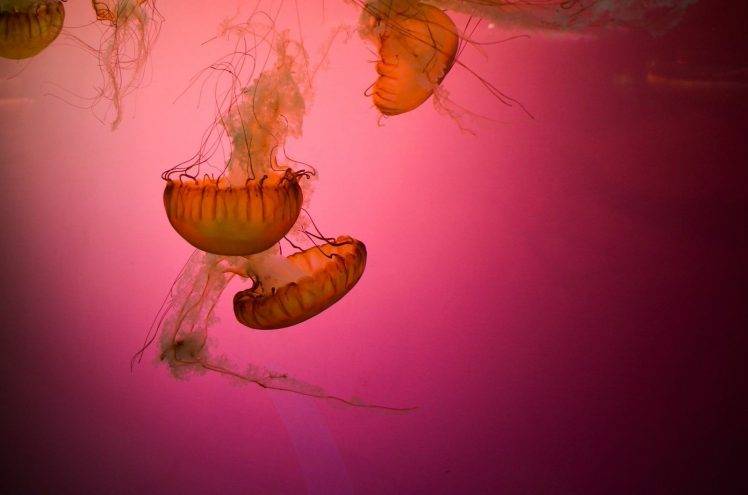 animals, Underwater, Jellyfish HD Wallpaper Desktop Background