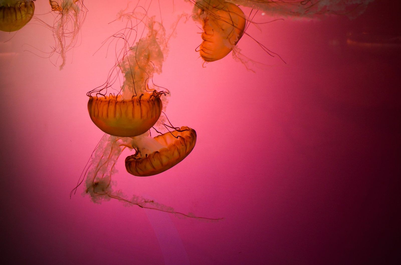 animals, Underwater, Jellyfish Wallpaper