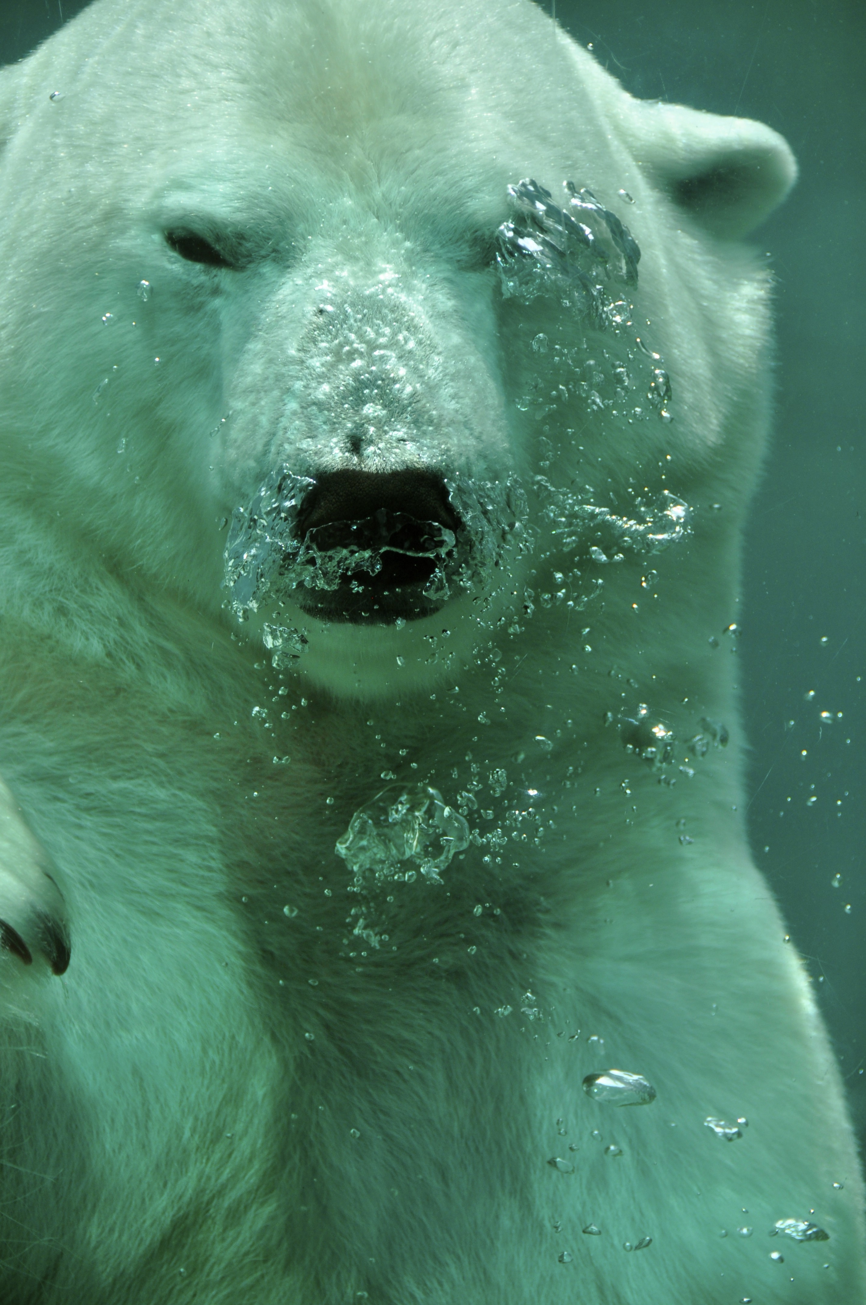 animals, Polar Bears, Underwater Wallpaper