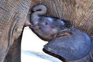 elephants, Animals, Baby Animals