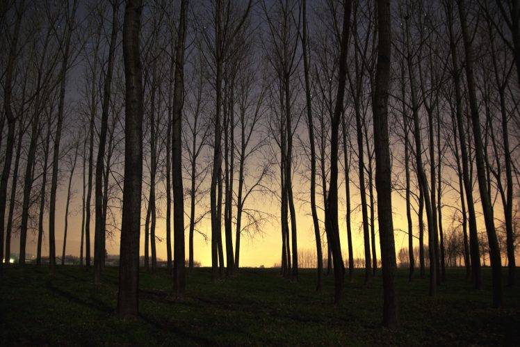 landscape, Sunset, Forest, Trees, Dead Trees HD Wallpaper Desktop Background