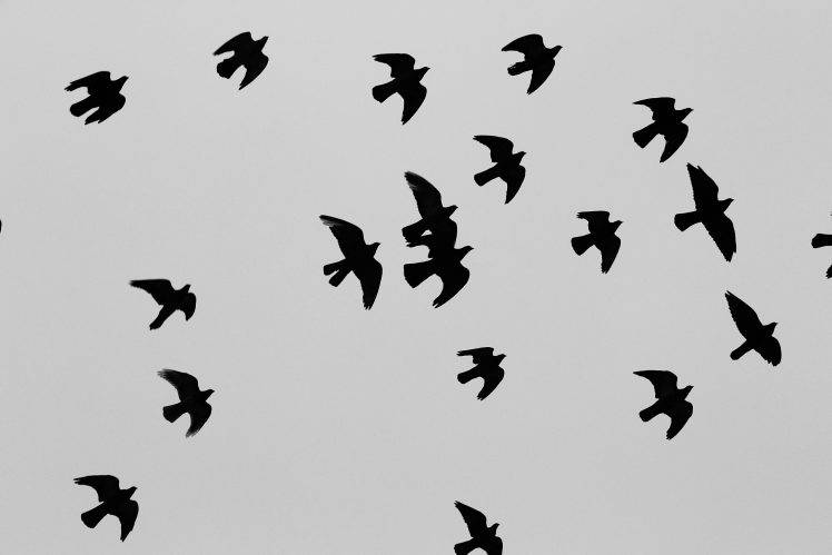 animals, Sky, Backlighting, Flying, Wings HD Wallpaper Desktop Background