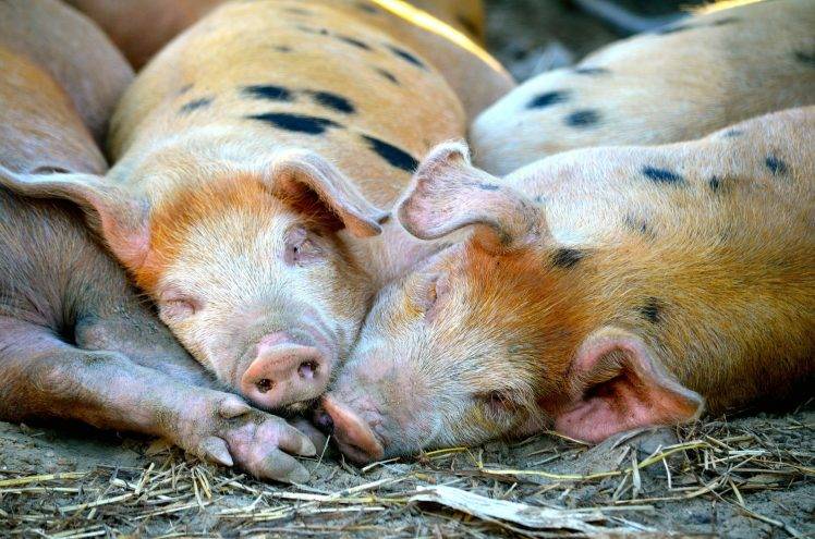 animals, Pigs HD Wallpaper Desktop Background