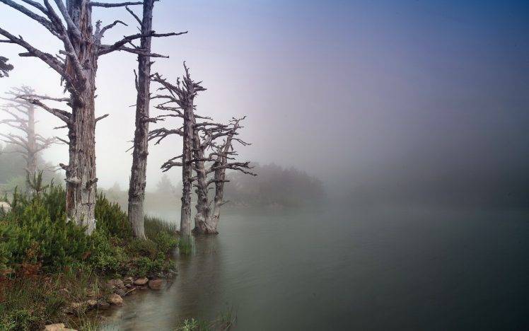 nature, Mist, Trees, Landscape HD Wallpaper Desktop Background